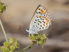 Athamanthia athamantis