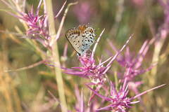 Athamanthia alexandra