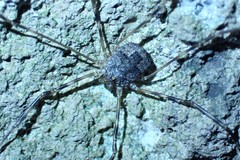 Leptobunus