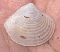 Harvella elegans