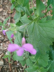 Lunaria annua