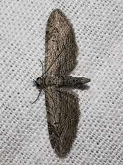 Eupithecia unedonata