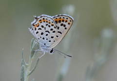 Athamanthia alexandra