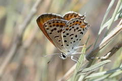 Athamanthia alexandra