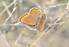 Athamanthia alexandra