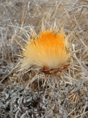 Cynara cardunculus image