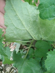 Lunaria annua