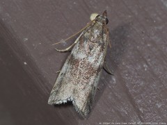 Amyelois transitella