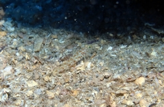 Thorogobius macrolepis
