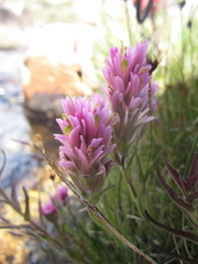 Castilleja lemmonii