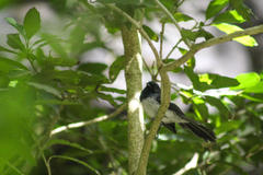Trochocercus cyanomelas cyanomelas