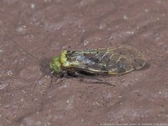 Trichadenotecnum alexanderae