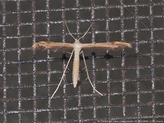 Lioptilodes albistriolatus