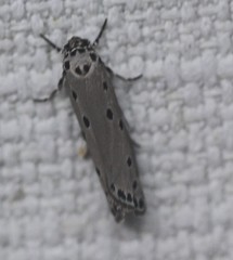 Ethmia heptasema
