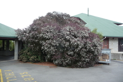 Leptospermum morrisonii