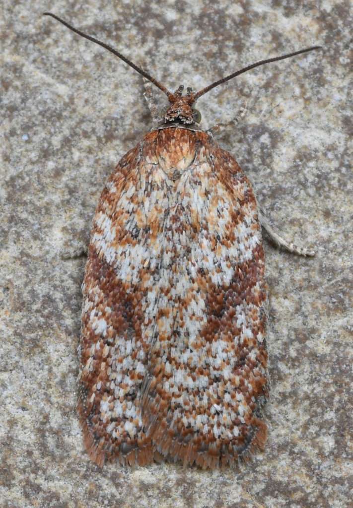 Acleris oxycoccana