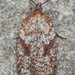 Acleris oxycoccana - Photo (c) edporopat, some rights reserved (CC BY-NC), uploaded by edporopat