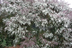 Leptospermum morrisonii