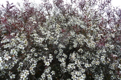 Leptospermum morrisonii