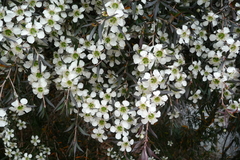 Leptospermum morrisonii