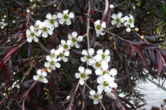Leptospermum morrisonii