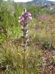 Pedicularis attollens