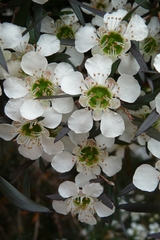 Leptospermum morrisonii