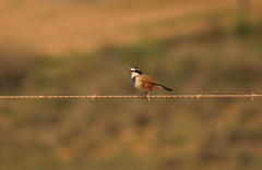 Oenanthe pileata pileata