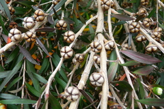 Leptospermum morrisonii
