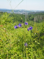 Aquilegia dumeticola