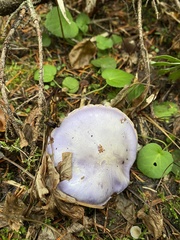 Cortinarius subfoetidus