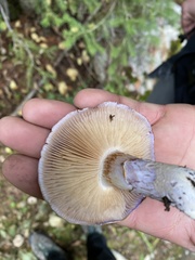 Cortinarius subfoetidus