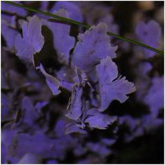 Dictyopteris undulata