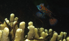 Synchiropus splendidus