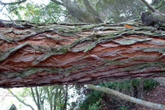 Leptospermum morrisonii