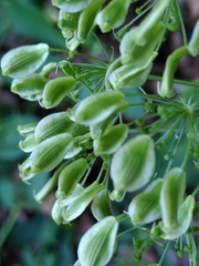 Laserpitium latifolium