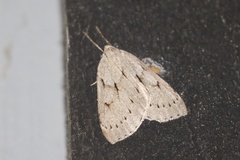 Philedia punctomacularia