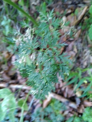 Laserpitium latifolium