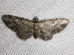 Eupithecia inturbata