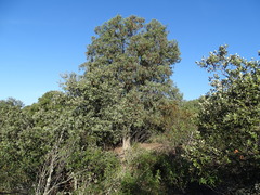 Juniperus oxycedrus