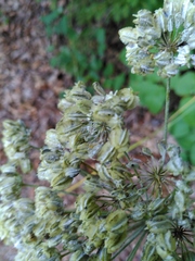 Laserpitium latifolium