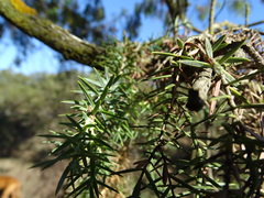 Juniperus oxycedrus