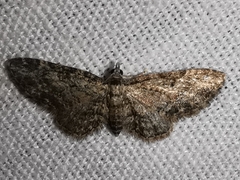 Eupithecia inturbata