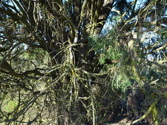Juniperus oxycedrus
