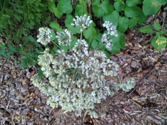 Laserpitium latifolium