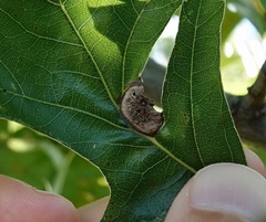 Dryocosmus quercusnotha