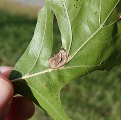 Dryocosmus quercusnotha