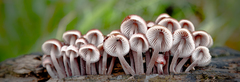 Mycena clarkeana
