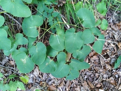 Laserpitium latifolium