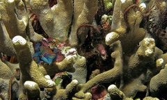 Synchiropus splendidus